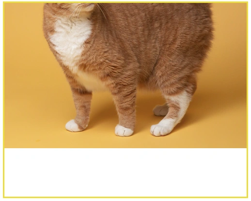 CSS object-position