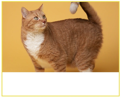 CSS object-position