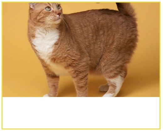 CSS object-position